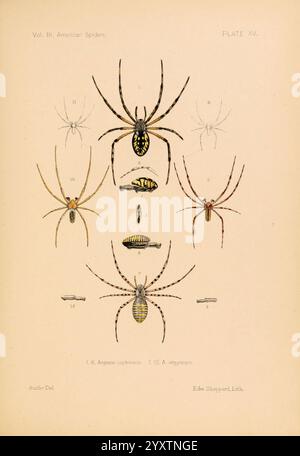 American Spinnen and their Spinningwork V.3 Academy of Natural Sciences of Philadelphia 1889-93 Spinnen unitedstates Arachnid Arthropoda Arthropoden pagefrights halloween, Eine detaillierte wissenschaftliche Illustration, die verschiedene Arten von Spinnen darstellt und ihre Besonderheiten und anatomischen Strukturen zeigt. Die Zusammensetzung umfasst mehrere einzelne Spinnen, die jeweils zur Identifizierung gekennzeichnet sind, mit besonderem Fokus auf ihrer Färbung, Körperform und Beinlänge. Um die zentralen Figuren herum befinden sich kleinere, umrissene Darstellungen, die zusätzliche Einblicke in ihre Morphologie geben. Diese Ausbildung Stockfoto