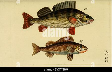 Abbildung, und, Beschreibung, der, Fische, Nürnberg, Samuel, Winterschmidt, 1787, Fische, die Abbildung zeigt zwei Fischarten, die jeweils unterschiedliche Merkmale aufweisen. Der mit 38 beschriftete obere Fisch zeigt einen stromlinienförmigen Körper mit einem Muster aus dunklen vertikalen Streifen an der Seite, ergänzt durch rot-orange Flossen, die sich von seinem helleren Körper abheben. Sein Kopf hat hervorstehende Augen und einen ausgeprägten Mund. Stockfoto