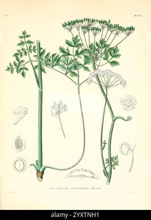 Icones, Florae, Germanicae, Helveticae, Pedemontanae, Tirolensis, Istriacae, Dalmaticae, Austriacae, Hungaricae, Transylvanicae, Moravicae, Borussicae, Holsaticae, Belgicae, Hollandicae, Mediae, Europae, Lipsiae, F. Hofmeister, 1834-1912, Band 1, 1850, Europa, Bild, Werke, Pflanzen, die Illustration zeigt verschiedene Teile der Pflanze Apium graveolens, allgemein bekannt als Sellerie. Es enthält detaillierte Darstellungen der Blätter, Stiele und blühenden Teile der Pflanze, die die charakteristischen gezackten Kanten der Blätter und die Anordnung der Blüten hervorheben. Um das zentrale Werk herum Stockfoto