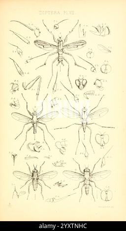 Insecta Britanica, Diptera London, Reeve und Benham, 1851-1856, Großbritannien, Diptera, Farbsammlungen, Eine detaillierte Illustration, die verschiedene Arten innerhalb der Ordnung Diptera, allgemein bekannt als Fliegen, zeigt. Das Bild zeigt eine Reihe sorgfältig gezeichneter Insekten, die ihre charakteristischen anatomischen Merkmale hervorheben. Jedes Exemplar ist nummeriert und zur Identifizierung gekennzeichnet, mit Abbildungen der Flügel, Beine und Körperstruktur der Fliegen. Um die Hauptfiguren herum befinden sich weitere kleinere Abbildungen, die eine umfassende Untersuchung der verschiedenen Lebensstadien und Morphologien, Emphas, ermöglichen Stockfoto