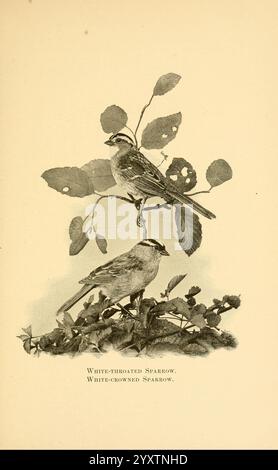 Handbook of Birds of Eastern North America, 1898, Birds, North America, Zonotrichia leucophrys, Zonotrichia albicollis., diese Illustration zeigt zwei verschiedene Arten von Spatzen, die anmutig zwischen Blattästen positioniert sind. Der obere Vogel wird als Weißkehlensperling identifiziert, der sich durch seine markante weiße Kehle und auffällige Gesichtsmarkierungen auszeichnet. Darunter befindet sich der weißgekrönte Sparrow, der leicht an seinen markanten weißen Kronenstreifen zu erkennen ist, die mit seinen dunkleren Markierungen kontrastieren. Das detaillierte Laub verbessert den natürlichen Lebensraum dieser Vögel und vermittelt ein Gefühl ihrer Umgebung. Bot Stockfoto