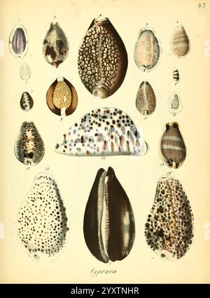 Conchylienbuch, oder, Allgemeine und besondere Naturgeschichte der Muscheln und Schnecken, Stuttgart, Verlag von Krais & Hoffmann, 1855, Mollusks, Pictorial Works, Cypraea, eine Sammlung hochdetaillierter und aufwendig gemusterter Muscheln aus der Familie Cypraea, die allgemein als Kaurien bekannt ist. Die Illustration zeigt verschiedene Arten, die jeweils einzigartige Designs und Texturen aufweisen, von glatten Oberflächen bis hin zu charakteristischen Markierungen und Farben. Das Arrangement unterstreicht die Vielfalt innerhalb dieser Weichtiergruppe, die sowohl längliche als auch abgerundete Formen aufweist, sowie Variationen in Stockfoto