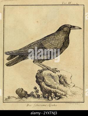 Büffons Naturgeschichte der Vögel Leipzig, bey Hermann Heinrich Holle, 1775-1782, Vögel, Ornithologie, Bildwerke, eine detaillierte Abbildung einer Krähe, elegant auf einem Felsvorsprung. Der Vogel zeigt seine unverwechselbaren Merkmale, darunter einen scharfen Schnabel und glänzende Federn, die mit komplizierten Schattierungen dargestellt werden, die die Textur seines Gefieders hervorheben. Unterhalb der Krähe steht die Inschrift „die schwarze Krähe“, übersetzt in „die schwarze Krähe“. Die Komposition betont die wachsame Haltung der Krähe, was auf Wachsamkeit und Nachsicht über ihre Umgebung hindeutet. Der Hintergrund wird minimal gehalten, d Stockfoto