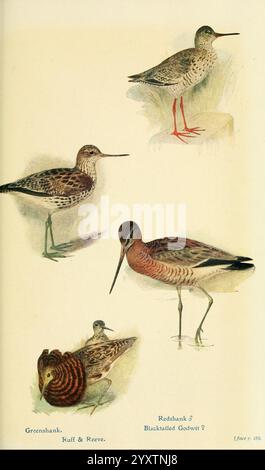 Britische Vögel in ihren Haunts London, Dutton [1922]. Großbritannien, Vögel Tringanebularia Tringa totanus Limosalimosa Commongreenshank Commonredshank Ruff Calidris pugnax Taxonomie: Gemeinsamer Schwarzschwanzgottwit, die Illustration zeigt eine Sammlung von vier verschiedenen Küstenvögeln, die jeweils durch einzigartige Markierungen und Merkmale gekennzeichnet sind. Oben links ist der Greenshank mit seinen langen Beinen und seinem schlanken Körper dargestellt, der sein hellbraunes und weißes Gefieder zeigt. Auf der rechten Seite hebt sich der Rotschenkel mit seinen markanten roten Beinen und dunkleren gesprenkelten Federn hervor. Unten ein dritter Vogel, möglicherweise ein Schwarzschwanz-Godw Stockfoto