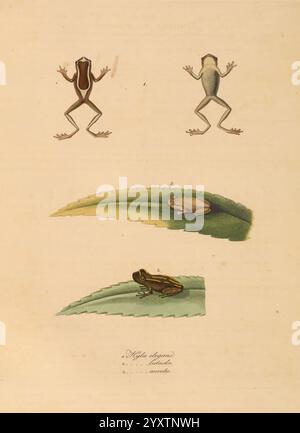 Abbildungen zur Naturgeschichte Brasiliens, Weimar, im Verlage des Grossherzogl. Sächs. Priv. Landes-Industrie-Comptoirs, 1822-1831, Brasilien, Naturgeschichte, Bildwerke, die Abbildung zeigt eine detaillierte Untersuchung von drei vertikal angeordneten Froscharten. An der Spitze befinden sich zwei Frösche in verschiedenen Stellungen, die ihre charakteristischen anatomischen Merkmale und ihre Färbung zeigen. Unter ihnen ist ein einzigartiger Frosch auf einem grünen Blatt dargestellt, der seine einzigartige Form und Textur hervorhebt. Der untere Abschnitt enthält wissenschaftliche Nomenklatur und Anmerkungen, die wesentliche Informationen über die Art enthalten. Diese KOM Stockfoto