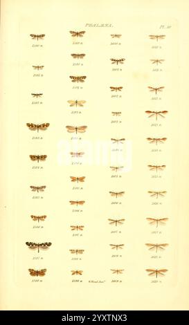 Index entomologicus London William Wood 1839 Schmetterlinge Klassifizierung Großbritannien Identifizierung lepidoptera Bildwerke, diese Abbildung zeigt eine detaillierte Anordnung verschiedener Arten von Falter der Gattung Phalena. Jedes Exemplar wird in einem strukturierten Layout mit verschiedenen Farben, Mustern und Flügelformen präsentiert. Die Falter sind zur Identifizierung nummeriert, einige weisen komplizierte Designs auf, die ihre einzigartigen Eigenschaften hervorheben. Die Organisation spiegelt eine wissenschaftliche Klassifizierung wider und betont die Schönheit und Vielfalt dieser nächtlichen Insekten. Stockfoto