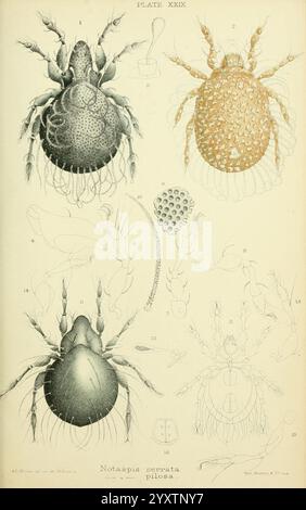 British, Oribatidae, London, The Ray Society, 1884-1888, Großbritannien, Milben, Arachnida, Oribatidae, die Illustration zeigt komplexe botanische und zoologische Studien, die verschiedene Arthropoden zeigen, einschließlich einer detaillierten Darstellung spinnenähnlicher Kreaturen und eines Krustentiers. Der obere Abschnitt hebt eine große Spachnie mit unterschiedlichen Körpersegmenten und Beinstrukturen hervor, die mit numerischen Referenzen zur Identifizierung versehen sind. Weitere Abbildungen zeigen kleinere Arten, darunter eine feine Darstellung einer verzierten Arachnide und eines Krustentiers mit komplizierten Anhängen. Jede Probe Stockfoto
