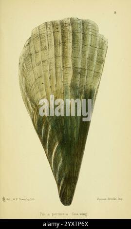 The essable Mollusca of Great Britain and Ireland London, L. Reeve & Co. 1884 kochen Muscheln aus Großbritannien Atrina Atrina pectinata Pinna pectinata Seeschwing Pen Shell M. Lovell Taxonomie: Phylum= Mollusca Molluscs Ireland Muscheln, Eine detaillierte Abbildung einer Pinna pectinata, allgemein bekannt als Seeschwing. Diese Schale zeichnet sich durch eine einzigartige, längliche Form mit ausgeprägten Rippen aus, die die natürliche Textur und die eleganten Linien der Oberfläche hervorheben. Die Farbgebung übergeht subtil und zeigt Schattierungen, die die komplizierten Muster und Formen der Schale unterstreichen. Diese Probe dient als Stockfoto