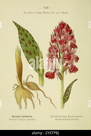 Alpen-Flora, Heidelberg, C. Winter, 1906, alps, Bergpflanzen, Bildwerke, breitblättrige Orchideen, Blume, mit zwei verschiedenen Orchideenarten, die Illustration zeigt die eleganten Details und Eigenschaften jeder einzelnen. Auf der linken Seite ist die Orchis latifolia**, bekannt für ihre breiten Blätter, mit ihrer einzigartigen Blumenstruktur im Vordergrund dargestellt. Auf der rechten Seite ist die **Breitblattiges Knabenkräut** in voller Blüte dargestellt, die ihre komplizierte Anordnung von Blüten und ihre auffällige Färbung unterstreicht. Die Blätter und Blüten sind akribisch verziert, betonen Stockfoto