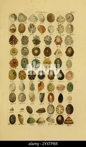 Index Testaceologicus, London, 1856, Weichtiere, Muscheln, Muscheln, eine Sammlung detaillierter Abbildungen, die verschiedene Arten von Schalen zeigen, die jeweils mit einer Nummer zur Identifizierung gekennzeichnet sind. Das Arrangement bietet eine Vielzahl von Formen, Größen und Mustern, die die Schönheit der Meereslebewesen hervorheben. Schalen zeigen eine Vielzahl von Farben und Designs, von spiralförmigen und gerippten Texturen bis hin zu glatten und polierten Oberflächen. Diese pädagogische Ausstellung unterstreicht die reiche Vielfalt in der Natur, insbesondere in der Familie der Weichtiere. Stockfoto