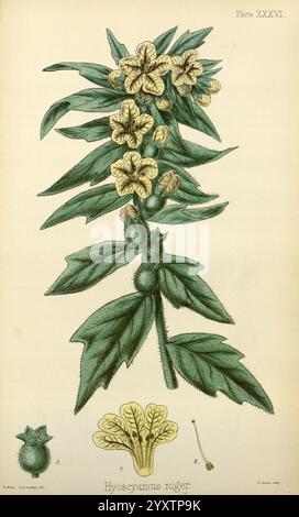 The Flora Homoeopathica, London, Leath & Ross, 1852-1853, Botanik, Homöopathie, Bildwerke, Hyoscyamus niger, Botanik medizinisch, Materia medica Gemüse, materia medica and Therapeutics, die Abbildung zeigt eine detaillierte botanische Darstellung von Hyoscyamus niger, allgemein bekannt als Black henbane. Die Pflanze ist mit ihren charakteristischen zerklüfteten Blättern und trompetenförmigen gelben Blüten dargestellt, die in Gruppen angeordnet sind. Die Wurzeln und die verschiedenen Teile der Blüten sind beschriftet und zeigen die komplizierte Struktur der Pflanze. Die Gesamtkomposition unterstreicht die Besonderheiten des Hyosc Stockfoto