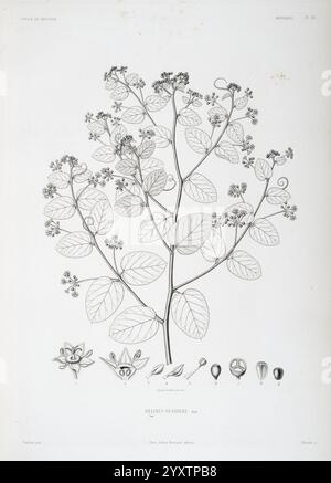 Tentamen, Florae, Abessinicae, Parisiis, Arthus, Bertrand, 1847-1851, Eine botanische Illustration der Pflanzenart Helinus sp. deris. Die detaillierte Darstellung zeigt einen Zweig, der mit zahlreichen kleinen Blumen und langen Blättern geschmückt ist. Neben dem Hauptzweig werden verschiedene Stufen der Fortpflanzungsstrukturen der Pflanze dargestellt, darunter Blütenformen und Samenkapseln. Jede Komponente wird akribisch gerendert, wobei die komplizierten Merkmale und Texturen der Blätter und Blüten hervorgehoben werden, wodurch ein umfassender Überblick über die botanischen Eigenschaften dieser Art gegeben wird. Stockfoto