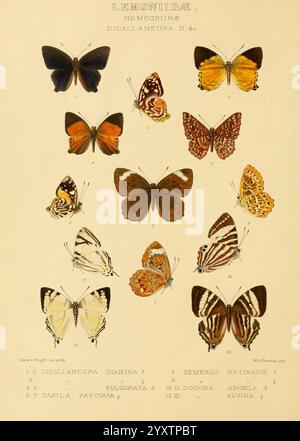 Rhopalocera exotica London Gurney Jackson 1887-1902 Butterflies Butterfly Horace Knight, Eine Sammlung von illustrierten Schmetterlingen aus der Familie Lemoniidae, die eine Vielzahl von Arten zeigt. Das Arrangement umfasst Schmetterlinge, die mit Zahlen und beschreibenden Namen gekennzeichnet sind und ihre verschiedenen Flügelmuster, Farben und Formen hervorheben. Jeder Schmetterling ist in komplizierten Details dargestellt und betont Merkmale wie die markante Schillerung ihrer Flügel und die einzigartige Textur ihrer Körper. Der Hintergrund ist eine helle Farbe, die die lebendigen Schattierungen der Schmetterlinge verstärkt, sodass jedes Exemplar steht Stockfoto