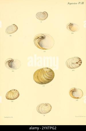 Conchologia Iconica oder Illustrations of the Muscheln of Molluscous Animals, London, Reeve, Brothers, 1843-1878, Weichtiere, malerische Werke, Muscheln, Eine Sammlung kunstvoll illustrierter Muscheln, die verschiedene Arten und ihre charakteristischen Formen zeigen. Jede Schale wird detailliert und beschriftet angezeigt, wobei Merkmale wie Konturen, Grate und Spiralformationen hervorgehoben werden. Von glatten, abgerundeten Formen bis hin zu strukturierteren und verlängerten Designs unterstreicht die Illustration die Vielfalt und Schönheit dieser natürlichen Schätze. Die Anordnung ist methodisch, wobei die Zahlen EA angeben Stockfoto