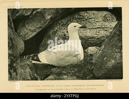 The Auk, Washington, D.. C, American Ornithologists' Union, 1884, Vögel, Zeitschriften, Larus smithsonianus, amerikanische Heringsmöwe, Smithsonian Möwe, Möwen, die Szene fängt einen einzigen, eleganten Seevögel in einer zerklüfteten Felsenlandschaft ein. Der Vogel, der sich durch sein markantes weißes Gefieder und seine einzigartige Kopfform auszeichnet, scheint in einer natürlichen Haltung zu sein, möglicherweise ruft oder ruht. Die Umgebung besteht aus dunklen, strukturierten Felsen, die einen Kontrast zur Vogelfarbe bilden und ein optisch ansprechendes Bild schaffen. Die Gesamtkomposition unterstreicht die Harmonie zwischen dem Vogelmotiv und seinem felsigen ha Stockfoto