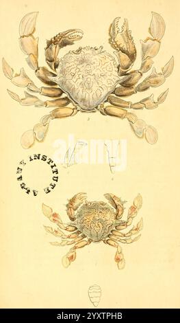 Die zoologische Verschiedenheit, London, gedruckt von B. McMillan für E. Newberry & Son und verkauft von allen Buchhändlern, 1814-1817, Krabben, Arthropoden, Zoologie, Bildwerke, Arthropod, die Illustration zeigt eine detaillierte Darstellung einer Krabbe, die ihre Besonderheiten und Anatomie hervorhebt. Zentral gelegen ist der Blick auf den Rücken der Krabbe, der ihren breiten Panzer mit komplizierten Mustern zeigt. Die nach außen verlaufenden Beine werden deutlich sichtbar dargestellt, um ihre segmentierte Struktur zu veranschaulichen. Unten zeigt eine zusätzliche Ansicht die ventrale Seite, die die Anhängsel und den Unterbauch der Krabbe betont. Ac Stockfoto