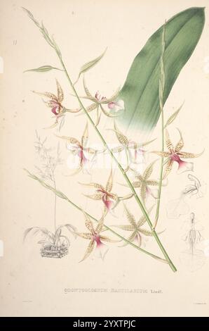 Pescatorea, Bruxelles, M. Hayez, 1860, orchidaceae, die Komposition zeigt eine botanische Studie mit der eleganten Codonanthe Mattiasiana, einer Vielzahl von Orchideen. Zarte Blüten zieren den Stiel mit komplizierten Mustern in sanften Tönen und dezenten Markierungen. Ein markantes Blatt ragt anmutig über die Blüten und hebt das üppige Laub der Pflanze hervor. In der Ecke erfasst eine detaillierte Skizze eine zusätzliche Ansicht, die die Komplexität ihrer Struktur betont. Das Gesamtkonzept kombiniert natürliche Schönheit mit einem wissenschaftlichen Ansatz, der die Kunst der botanischen Illustration widerspiegelt. Stockfoto
