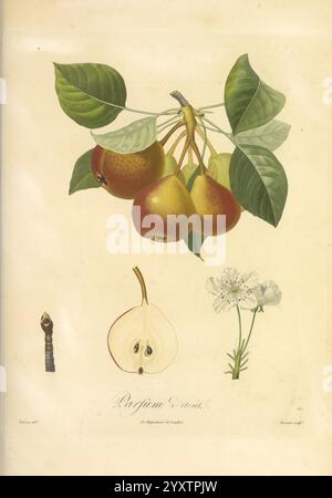 Pomologie francaise, Paris, Langlois et Leclercq, 1846, arbres fruitiers, Field Guides, Frankreich, Obstbäume, Obstkultur, Obst, Identifizierung, Pflanzen., Eine botanische Illustration, die einen Zweig des Birnenbaums zeigt, mit mehreren Reifen Birnen, die zwischen üppig grünen Blättern hängen. Unterhalb des Zweigs zeigt sich ein Querschnitt einer Birne, der ihr blasses Fleisch und ihre charakteristischen Samenmuster offenbart. Zu den Birnen gehört eine zarte Blume, die den gesamten Lebenszyklus dieses fruchttragenden Baumes veranschaulicht. Die detaillierten Etiketten betonen den Aspekt der botanischen Studie und geben Einblick in die Art und ihre Eigenschaften Stockfoto