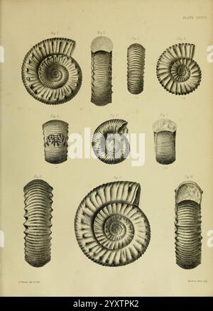 Monografie über die Lias Ammoniten der Britischen Inseln, London, gedruckt für die Palæontographical Society, 1878-86, Ammonoidea, Großbritannien, Jurassic, Paläontologie, diese Komposition enthält eine Reihe von detaillierten Illustrationen verschiedener Ammoniitfossilien. Jede Probe ist mit einer Zahlennummer gekennzeichnet, die ihre einzigartigen Formen und charakteristischen Spiralformen hervorhebt. Das Arrangement zeigt die Vielfalt der Ammoniitschalen mit unterschiedlichen Texturen und Mustern, was ihre evolutionäre Bedeutung demonstriert. Die sorgfältig gerenderten Linien betonen die komplizierten Details jedes Fossils Stockfoto