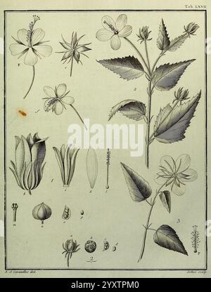 Monadelphiae, Classis, Dissertationes, Decem, Parisiis, apud F. A. Didot, 1785-1790, Pflanzen, Spermatophyten, Bildwerke, die Abbildung zeigt eine botanische Studie, die verschiedene Arten von Blumen und Pflanzenteilen zeigt. Oben sind zarte Blüten mit komplizierten Blütenblättern neben ihren detaillierten Beschriftungen dargestellt, die verschiedene Arten oder Sorten anzeigen. Unterhalb dieser Blüten befinden sich Zeichnungen von Blättern, Knospen und Samenformen, die methodisch angeordnet sind und einen umfassenden Überblick über die Anatomie der Pflanzen bieten. Jede Komponente ist nummeriert, um die genaue Sorgfalt wiederzugeben Stockfoto