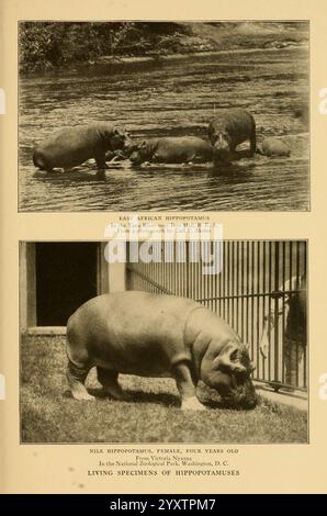 Lebensgeschichten afrikanischer Wildtiere New York, C. Scribner's Sons, 1914. Afrika, Osten, Hippo, Hippopotamus, Säugetiere, Hippopotamidae, Hippopotamus amphibius, das Bild zeigt zwei unterschiedliche Darstellungen von Nilpferden. Der obere Abschnitt zeigt eine Gruppe ostafrikanischer Flusspferde, die gemütlich durch einen Fluss waten, umgeben von ihrem natürlichen Lebensraum. Ihre großen Körper, die teilweise im Wasser untergetaucht sind, betonen ihren aquatischen Lebensstil, während die ruhige Umgebung die Ruhe der Szene unterstreicht. Stockfoto