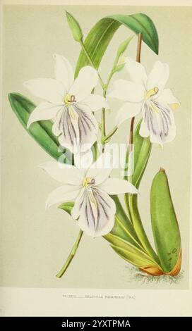 Les orchidées, Paris, J. Rothschild, 1880, Europa, Orchideen, Miltonia regnellii, Orchideenkultur, die Szene zeigt eine zarte Gruppe weißer Orchideen, die ihre komplizierten Blütenblätter und dezenten violetten Markierungen auf dem Labellum zeigen. Die Blumen sind elegant angeordnet, umgeben von üppig grünem Laub, das einen schönen Kontrast zu ihrer Reinheit bildet. Die Komposition betont die anmutigen Kurven der Blüten und die strukturierten Blätter und lädt zur Bewunderung der natürlichen Feinheiten dieser atemberaubenden Pflanzenart ein. Jede Blume scheint nach außen zu reichen und strahlt ein Gefühl von Vitalität und Eleganz aus. Stockfoto