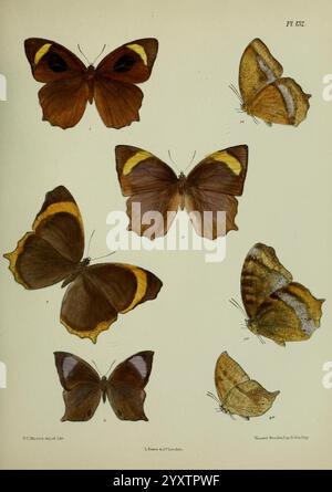 Lepidoptera indica London, 1890-1913 Indien Lepidoptera Frederic C. Moore, die Illustration zeigt eine Vielzahl von Schmetterlingen, die jeweils mit komplizierten Details und lebhaften Farben dargestellt werden. Das Arrangement umfasst mehrere Arten, die ihre einzigartigen Flügelmuster und -Formen zeigen. Einige Schmetterlinge haben kräftige, dunkelbraune Flügel mit auffälligen gelben oder orangen Akzenten, während andere in weicheren, gedämpfteren Tönen gehalten sind. Diese Kollektion spiegelt die Vielfalt der Schmetterlingsmorphologie wider und hebt sowohl die ästhetische Schönheit als auch die zarte Natur dieser Kreaturen hervor. Die wissenschaftliche Nomenklatur und Stockfoto