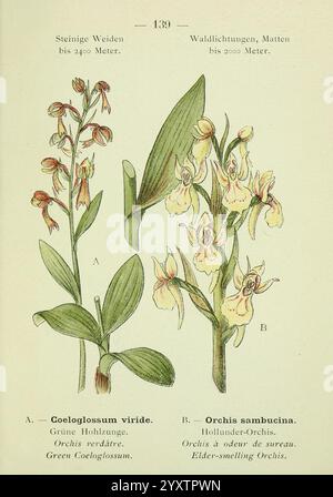 Alpen-Flora, Heidelberg, C. Winter, 1906, alps, Bergpflanzen, Bildwerke, grünes Coeloglossum, Holunder riechende orchis, Blume, die Illustration zeigt zwei Arten von Orchideen, die akribisch detailliert sind. Auf der linken Seite ist Coeloglossum viride, bekannt als das grüne Coeloglossum, gekennzeichnet durch seine langen Blätter und charakteristischen grünen Blütenspitzen. Auf der rechten Seite mit der Bezeichnung B zeigt sich Orchis sambucina, die für ihre einzigartige Blumenstruktur und den bemerkenswerten Holunderblütenduft bekannt ist. Beide Pflanzen sind mit ihren jeweiligen Blättern und Blüten dargestellt, was die Vielfalt und Intr Stockfoto