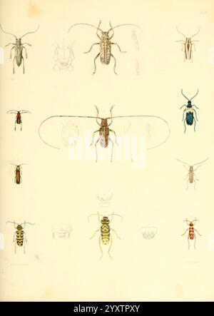 Natural History of New York Albany, 1842-1894, Landwirtschaft, Botanik, Geologie, Naturgeschichte, New York State, Paläontologie, Zoologie, Insekten. eine Sammlung detaillierter Illustrationen, die verschiedene Insektenarten zeigen, vor allem Käfer und andere kleine Arthropoden. In der oberen Reihe befinden sich lange Käfer mit unterschiedlichen Mustern auf ihren Körpern. Unter ihnen werden verschiedene Insektenformen präsentiert, darunter ein leuchtender blauer Käfer und ein rot-schwarzes Exemplar, das die Vielfalt in Größe und Morphologie unterstreicht. Jedes Insekt ist beschriftet, was wissenschaftliche Präzision zeigt, während einige Skizzen vorliegen Stockfoto