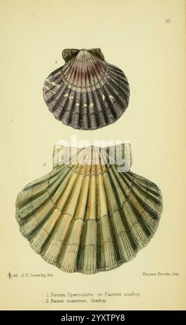 Die essbare Mollusca von Großbritannien und Irland London, L. Reeve & Co.1884 Muscheln aus Großbritannien Mollusken Mslovell Taxonomie: Phylum = Mollusca Mollusken Irland Muscheln Pecten opercularis Queen Jakobsmuschel Aequipecten opercularis Pecten maximus Great Jakobsmuschel Wasser, die Illustration zeigt zwei unterschiedliche Jakobsmuscheln, die ihre einzigartigen Formen und Farben zeigen. Die obere Jakobsmuschel wird als „Pecten opercularis“ bezeichnet, allgemein bekannt als die gemalte Jakobsmuschel, die sich durch ihre lebendigen Farbtöne und auffälligen strahlenden Muster auszeichnet. Darunter befindet sich der Pecten maximus, der oft als Königsmuschel bezeichnet wird, nicht Stockfoto