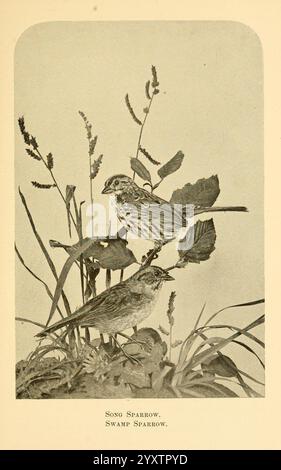 Handbook of Birds of Eastern North America, 1898, Birds, North America, Melospiza melodia, Melospiza georgiana, Eine detaillierte Illustration mit zwei Spatzen, insbesondere einem Song-Spatzen und einem Sumpfspatzen, die inmitten üppiger Vegetation thront. Die Vögel werden mit besonderer Aufmerksamkeit auf ihre charakteristischen Markierungen und Merkmale dargestellt, umgeben von hohen Gräsern und Pflanzen, die ihren natürlichen Lebensraum bereichern. Ihre Posen deuten auf einen Moment der Stille hin, so dass Sie ihre komplizierten Details und die ruhige Umgebung, in der sie leben, schätzen können. Stockfoto