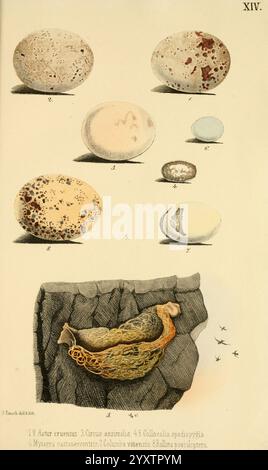 Beitrag zur Fauna Centralpolynesiens. Ornithologie der Viti-, Samoa- und Tonga-inseln Halle, H. W. Schmidt, 1867. Vögel, Polynesien, Nest, Ei, ausgezeichnet, Accipiter fasciatus, brauner Goschawk, Circus assimilis, gefleckte harrier, Columba vitiensis, Metalltaube, Stabflügelschiene, Monarcha castaneiventris, Kastanienbauchmonarch, Collocalia spodiopygia, Weißrumpelschlauchschnabel, Nesoclopeus poecilopterus, eine Illustration mit verschiedenen Eiern in systematischer Anordnung. Der obere Abschnitt zeigt sechs verschiedene Eier, die jeweils mit einer Zahl gekennzeichnet sind und eine Reihe von Texturen, Mustern, A zeigen Stockfoto