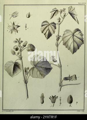 Monadelphiae, Classis, Dissertationes, Decem, Parisiis, apud, F.A. Didot, 1785-1790, Pflanzen, Spermatophyten, diese Illustration zeigt eine botanische Studie einer blühenden Pflanze mit detaillierten Blättern und Blüten. Die Komposition umfasst mehrere markierte Elemente, die verschiedene Entwicklungsstadien der Pflanze darstellen, wie Knospen, reife Blüten und Blätter. Jedes Teil wird mit Blick auf Textur und Form aufwendig gezeichnet, wodurch die Merkmale der Anlage hervorgehoben werden. Die Anordnung bietet eine umfassende Ansicht für Identifikation und Untersuchung, wobei die Zahlen den spezifischen entsprechen Stockfoto