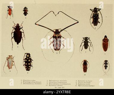 Insecte Life London A. & C. Black, ltd. 1921 Arthropoda Entomology Laboratory Manuals Arthropod, Eine Sammlung verschiedener Insektenarten, die ihre einzigartigen Formen und Eigenschaften zeigen. Die Anordnung hebt die komplizierten Details jedes Insekts hervor, einschließlich ihrer Körperformen, Markierungen und Antennen. Jede Probe ist mit einer Nummer gekennzeichnet, die ihre spezifische Klassifizierung angibt. Die Vielfalt der Insekten unterstreicht die reiche Vielfalt innerhalb des Insektenreiches mit Vertretern verschiedener Familien und Gattungen. Die Illustration dient als pädagogisches Repergieren Stockfoto