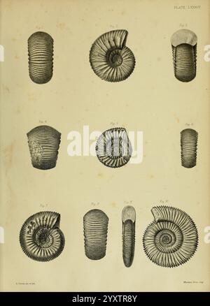 Monografie über die Lias Ammoniten der britischen Inseln, London, gedruckt für die Paleontographical Society, 1878–86. Ammonoidea, Großbritannien, Jurassic, Paläontology, Eine Sammlung detaillierter Illustrationen mit verschiedenen Exemplaren von Ammoniten, die ihre unterschiedlichen Spiralformen und komplizierten Rippenmuster zeigen. Jede Probe ist als Referenz nummeriert, was die Vielfalt in Größe und Struktur unterstreicht. Die Zeichnungen sind systematisch angeordnet, um ihre einzigartigen Merkmale hervorzuheben und eine wissenschaftliche Darstellung dieser alten Meeresbewohner zu bieten. Die eleganten Kurven und Linien der Schale Stockfoto