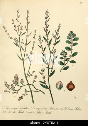 Icones florae Germanicae et Helveticae, Simul Pedemontanae, Tirolensis, Istriacae, Dalmaticae, Austriacae, Hungaricae, Transylvanicae, Moravicae, Borussicae, Holsaticae, Belgicae, Hollandicae, ergo Mediae Europae, Lipsiae, F. Hofmeister 1834-1912, [v. 1, 1850], Europe, Pictorial Works, die Abbildung zeigt verschiedene Arten der Polygonum-Pflanze, insbesondere **Polygonum aviculare**, **Polygonum neglectum** und **Polygonum convolvuliforme**. Jede Pflanze wird mit detaillierter botanischer Genauigkeit dargestellt und zeigt ihre schlanken Stiele, Blätter und charakteristischen Blüten Stockfoto