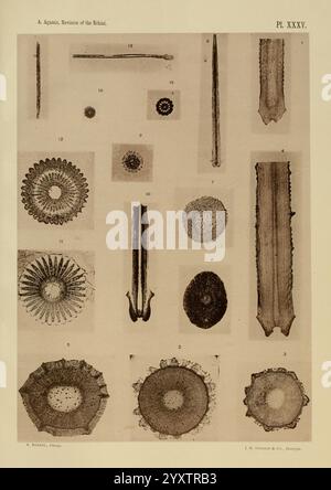 Revision der Echini Cambridge, Mass, University Press, 1872-1874 Klassifikation Echinodermata Sea urchins Museum of Comparative Zoology, diese Sammlung zeigt verschiedene komplexe Strukturen, die wahrscheinlich verschiedene Arten mikroskopischer Organismen oder Zellformen hervorheben. Jedes Element ist als Referenz nummeriert, wobei einige mit radialen Mustern oder symmetrischen Mustern versehen sind, die auf biologische Bedeutung hinweisen. Die Vielfalt der Formen, von kreisförmig bis länglich, deutet auf eine Vielzahl von Funktionen oder Anpassungen in der natürlichen Welt hin. Die detaillierten Darstellungen betonen die Komplexität und die Be Stockfoto