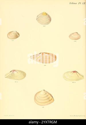 Conchologia iconica oder Illustrationen der Muscheln von Weichtieren London, Reeve, Brothers, 1843-1878. Mollusken, Bildwerke, Muscheln, diese Illustration zeigt eine Vielzahl von Muschelexemplaren aus der Gattung Tellina, die ihre charakteristischen Formen und Muster zeigen. Jede Schale ist mit einer entsprechenden Nummer zur Identifizierung gekennzeichnet. Die Kollektion umfasst Schalen mit glatten, geschwungenen Oberflächen und unterschiedlichen Farbtönen, die die natürliche Schönheit und Vielfalt der Meereslebewesen widerspiegeln. Die Anordnung zeigt sowohl die eleganten Formen als auch die einzigartigen Merkmale dieser Weichtiere. Stockfoto