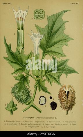 Die Giftpflanzen Deutschlands, Braunschweig, F. Vieweg, 1910, Deutschland, die Abbildung zeigt eine detaillierte botanische Darstellung von Datura Stramonium, bekannt als Jimsonweed oder Dornapfel. In der Mitte hat die Pflanze große, stachelige Blätter mit einer deutlich gelappten Form. An der Spitze blühen markante weiße trompetenförmige Blüten und zeigen eine einzigartige, elegante Struktur. Um die Blüte herum sind nummeriert, die verschiedene Teile der Pflanze anzeigen: Die stacheligen Früchte, die Samenkapseln und die Samen selbst. Die komplizierten Details heben jede Komponente hervor, einschließlich der Stockfoto