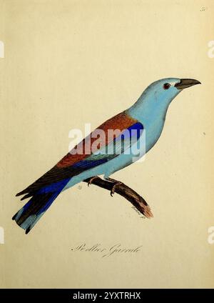 Planches coloriees des oiseaux de la Belgique et de leurs oeufs, Bruxelles, C. Muquardt, 1854-60, Belgien, Vögel, Charles Frederick Dubois, Coracias garrulus, Ein wunderschön illustrierter Vogel, der anmutig auf einem Zweig thront. Der Vogel zeichnet sich durch markante Blau- und Brauntöne aus, mit einem bemerkenswerten Kontrast zwischen seinem lebhaften Gefieder und den Erdtönen des Zweiges. Die zarten Details der Federn werden akribisch festgehalten und unterstreichen die Eleganz ihrer Form. Unter dem Bild steht die Inschrift Roller de Guérins, was auf eine bestimmte Art hindeutet. Die Gesamtzusammensetzung z. B. Stockfoto