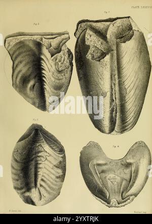 Monografie über die Lias Ammoniten der Britischen Inseln London gedruckt für die Palæontographical Society 1878-86 Ammonoidea Great Britain Jurassic Paleontology, die Illustration zeigt eine Sammlung von vier verschiedenen muschelartigen Strukturen, die systematisch für Studien organisiert sind. Jede Schale ist zur einfachen Referenz mit einer Zahlennummer versehen. Die präsentierten Sorten weisen einzigartige Formen und Texturen auf, die die komplizierten Muster und Details ihrer Art hervorheben. Die Präparate werden mit sorgfältiger Aufmerksamkeit auf ihre Konturen präsentiert, wobei Merkmale wie Grate, Rillen, und hervorgehoben werden Stockfoto