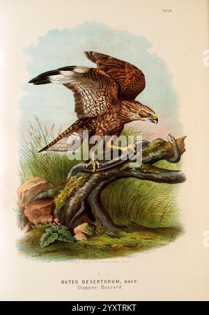 Die, Raubvögel, Deutschlands, und, des, angrenzenden, Mitteleuropas, Cassel, Deutschland, Verlag, von, Theodor Fischer, 1876, Deutschland, Birds, von, Beute, Falknerei, Europa, Osten, Buteo, buteo, gemein, Bussard, Eine detaillierte Abbildung zeigt einen Buteo desertorum, allgemein bekannt als Steppenbussard. Der Vogel ist in einer auffälligen Pose dargestellt, mit teilweise gespreizten Flügeln, die seine starke Körperkraft und scharfe Krallen zeigen. Er greift eine Schlange mit den Füßen und veranschaulicht die räuberischen Fähigkeiten des Vogels. Der Hintergrund ist üppig mit hohen Gräsern und Steinen, die einen natürlichen Lebensraum schaffen, der hervorhebt Stockfoto