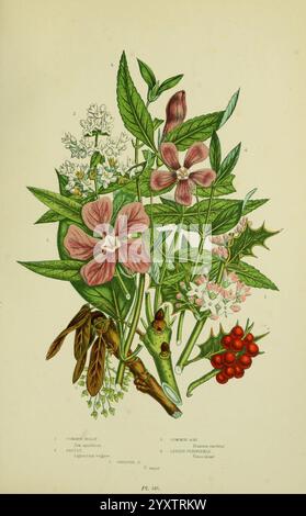 Die, blühend, Pflanzen, Gräser, Seggen, Farns, of, Großbritannien, London, F. Warne, 1905, Floras, Großbritannien, Pflanzen, Anne Pratt, Frauen, in, Wissenschaft, Eine botanische Illustration mit einer Vielzahl von Pflanzen, die komplexe Details ihrer Blätter und Blumen zeigt. Hervorzuheben in der Komposition sind zarte rosa Blüten und kleine weiße Blüten sowie leuchtend grünes Laub. Einige Pflanzen sind mit charakteristischen Merkmalen wie dekorativen Blättern und Samenkapseln dargestellt, während Beeren in tiefrotem Rot eine kontrastreiche Farbe verleihen. Die Zeichnung zeigt sowohl künstlerisches Flair als auch künstlerisches Flair Stockfoto