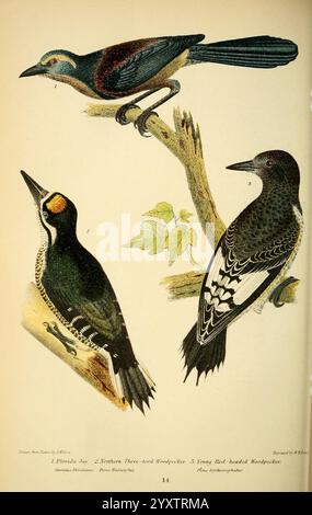 Amerikanische Ornithologie oder die Naturgeschichte der Vögel der Vereinigten Staaten, Petter & Galpin [187-], Birds, United States, Melanerpes erythrocephalus, Rotspecht, Aphelocoma coerulescens, Florida Scrub-jay, Taxonomie: binomial = Picoides dorsalis, amerikanischer Dreizehenspecht. diese Illustration zeigt drei verschiedene Vogelarten, die auf Ästen thront und jeweils einzigartige Farben und Muster zeigt, die ihre natürliche Schönheit hervorheben. Der Fokus liegt auf ihren komplizierten Federdetails und ihren unterschiedlichen Formen, die die Vielfalt des Vogellebens betonen. Der erste Vogel ist eine lebendige Art mit Stockfoto