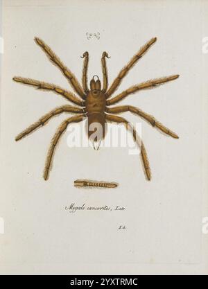 Monographia Aranearum = Monographie der Spinnen Nürnberg, Lechner [182. MuseumsVictoria Spinnen Spinnen Arachniden Arachnida Mygale Cancerites Phormictopus Hispaniolan Riesen Tarantula Haitianische Braune Vogeltarantula Araneae Araneae Taxonomie: Familie = Theraphosidae Hispaniolan Riesen Tarantula Haitianische Braune Vogeltarantula, Eine detaillierte Darstellung seiner charakteristischen Merkmale. Die Spinne hat einen robusten, behaarten Körper mit langen, hervorstehenden Beinen, die nach außen ragen. Sein Cephalothorax ist deutlich markiert und der Bauch ist gut definiert. Unter der Spinne, einem Segment oder einer Abbildung Stockfoto