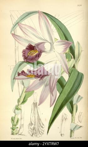 Curtis's Botanical Magazine London, New York Botanical Illustration Botany Periodicals Pictorial Works Plants Ornamental Curtis, die Illustration zeigt eine exquisite Darstellung einer Orchidee, die ihre zarten Blütenblätter in weiß- und Purpurtönen zeigt. Im Mittelpunkt stehen zwei wunderschön offene Blüten, in denen die komplizierten Details der Blumenstruktur hervorgehoben werden, einschließlich der kontrastierenden Farben und Texturen. Die Blüten umgeben üppig grüne Blätter, die die Komposition einrahmen, während subtile Linien im Hintergrund eine natürliche Umgebung nahelegen. Das Bildmaterial enthält auch eine detaillierte Übersicht Stockfoto