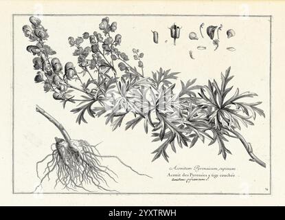 Recueil des Plantes, Dessinées et Gravées par ordre du roi Louis XIV, Paris, impr. royale, 1786, Bildwerke, Pflanzen, eine Illustration, die die detaillierte Darstellung einer Pflanze mit ihren verschiedenen Teilen zeigt. Im Mittelpunkt steht ein langgezogener Stamm mit zarten, gefiederten Blättern, während über dem Laub Samenansammlungen abgebildet sind. Die Wurzelstruktur ist unten dargestellt und zeigt ihr kompliziertes Netzwerk. Jedes Element ist fachmännisch gekennzeichnet, was einen Einblick in die botanischen Merkmale und Klassifizierung der Arten bietet. Stockfoto