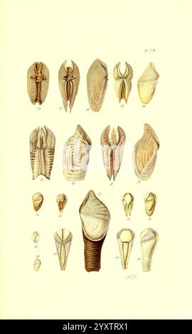 Thesaurus Conchyliorum, oder Monographien der Genera of Shells, London, Sowerby, 1847-1887, Mollusks, Bildwerke, Muscheln, Eine Sammlung von verschiedenen Muschelexemplaren, die in organisierter Weise gezeigt werden und eine Reihe von Formen und Größen zeigen. Jede Schale ist sorgfältig mit Zahlen versehen, die verschiedene Arten oder Arten anzeigen. Die komplizierten Texturen und Muster auf den Oberflächen heben die Vielfalt der Schalenmorphologie hervor und geben einen lehrreichen Überblick über diese Meeresformen. Die Anordnung ermöglicht einen einfachen Vergleich und betont die einzigartigen Merkmale jeder Probe. Stockfoto