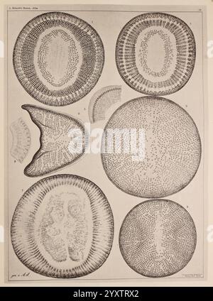 Atlas der Diatomaceen-Kunde, Leipzig, O.R. Reisland, 1874, Atlanten, Bacillariophyceae, diese Illustration zeigt mehrere komplizierte mikroskopische Ansichten von Kieselalgen, einer Art Algen. Die verschiedenen Formen und Muster heben ihre einzigartigen Zellwände auf Kieselsäure-Basis hervor, mit detaillierten Beschreibungen jeder Probe durch Zahlen. Die Kompositionen umfassen eine Vielzahl von Formen, wie runde, ovale und längliche Strukturen, die jeweils mit komplexen, strukturierten Oberflächen verziert sind, die die Schönheit und Vielfalt dieser Mikroorganismen offenbaren. Das Layout betont sowohl die wissenschaftliche Untersuchung dieser Organismen als auch Stockfoto
