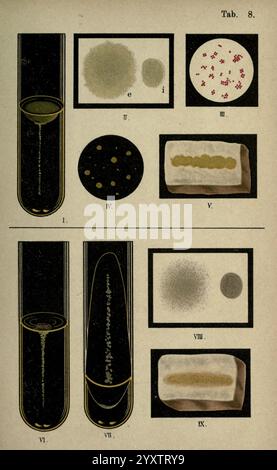 Atlas and Essentials of Bacteriology, New York, William Wood & Co, 1897, Bacterium, Atlanten, Bacteriological, Technik, die Illustration zeigt eine Reihe wissenschaftlicher Beobachtungen im Zusammenhang mit der Mikrobiologie. Im oberen Abschnitt werden verschiedene Formen mikrobieller Kolonien angezeigt, die mit römischen Zahlen beschriftet sind. Jede Kolonie variiert in Größe und Muster, was die Vielfalt des Wachstums von Mikroorganismen verdeutlicht. Die Bilder zeigen eine Agar-Platte mit unterschiedlichen Kreismustern von Bakterien und Pilzwachstum, was die Komplexität des mikrobiellen Lebens unterstreicht. Der untere Abschnitt wird mit ähnlichen Beobachtungen fortgesetzt, einschl Stockfoto